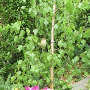 Common Chiffchaff