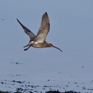 Eurasian Curlew