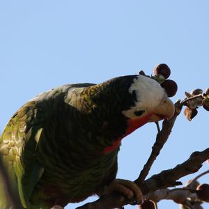 Cuban Amazon