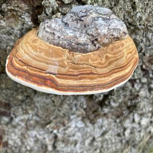 Unknown Species