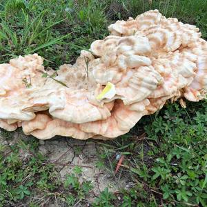 Chicken Mushroom