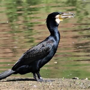 Great Cormorant