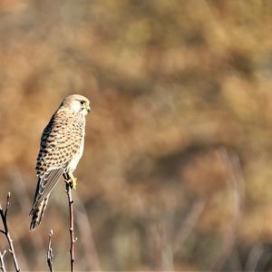 Common Kestrel