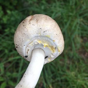 Yellow-foot Agaric