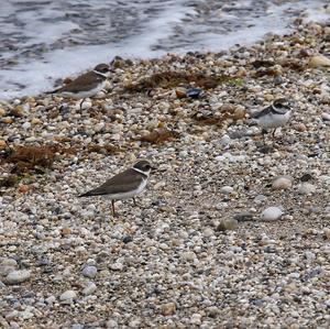 Semipalmated Plover