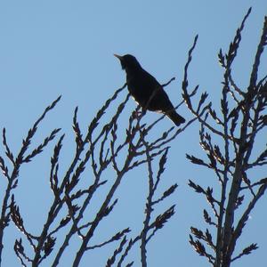 Common Starling