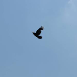 Carrion Crow