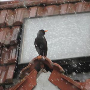 Eurasian Blackbird