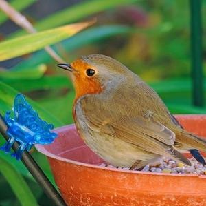 European Robin