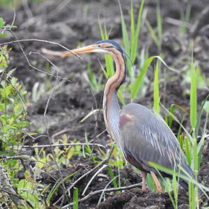 Purple Heron