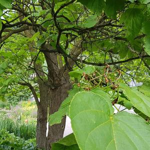 Catalpa (Southern)