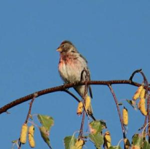 Common Redpoll