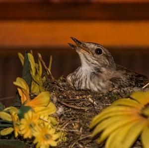 Spotted Flycatcher