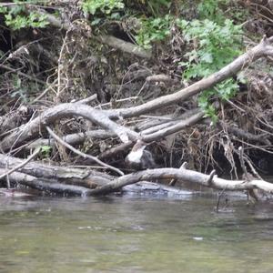 White-throated Dipper