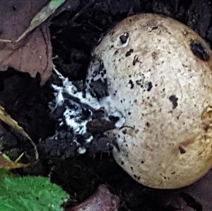 Stump Puffball