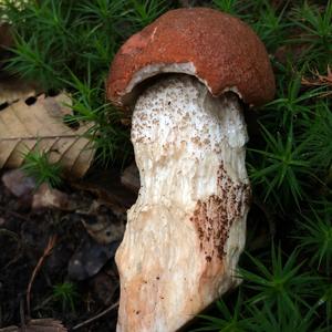 Orange Birch Bolete