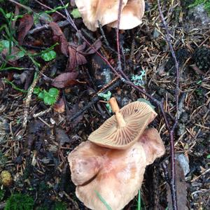 Fairy Ring Mushroom