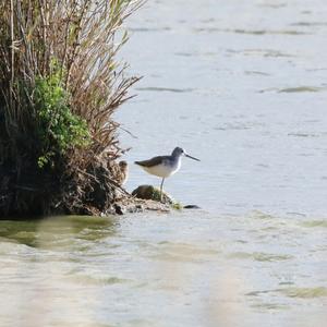 Common Greenshank