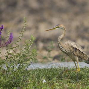 Purple Heron