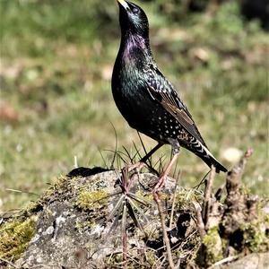 Common Starling