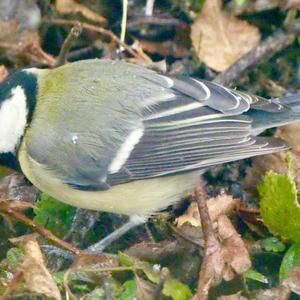 Great Tit