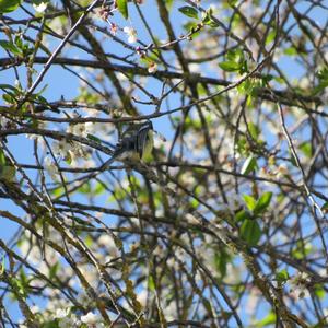 Great Tit