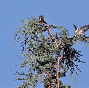 European Goldfinch