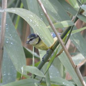 Blue Tit