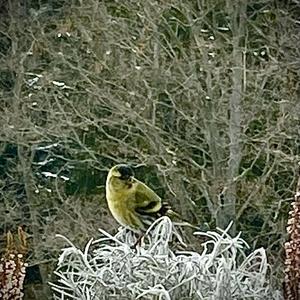 European Greenfinch