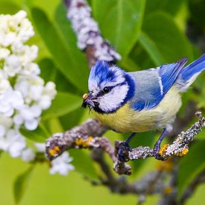 Blue Tit