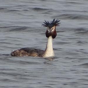 Great Crested Grebe