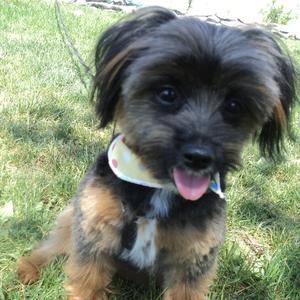 Unknown Breed