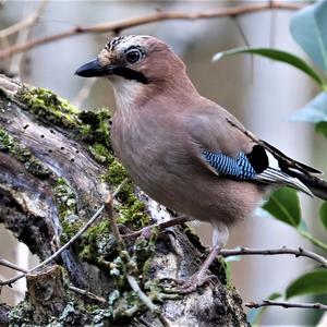 Eurasian Jay