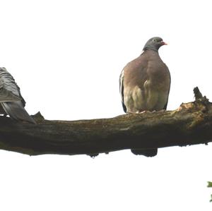 Common Wood-pigeon