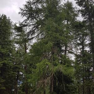 Larch (European)