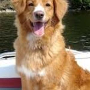 Retriever (Nova Scotia Duck Tolling)