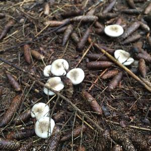 Cloudy Clitocybe