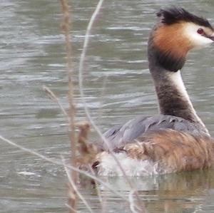 Great Crested Grebe