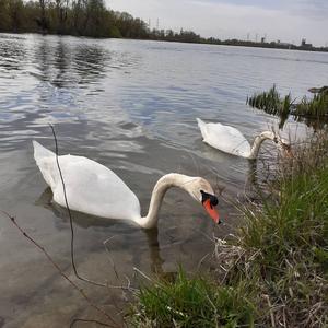 Mute Swan