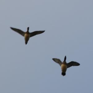 Eurasian Wigeon