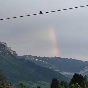 Black Redstart