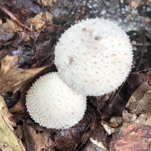 Gem-studded Puffball