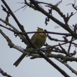 Yellowhammer