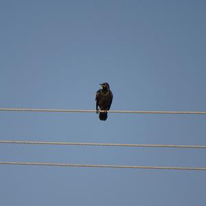 African Pied Starling