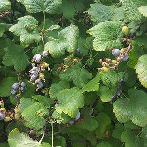 Red-flowering Currant