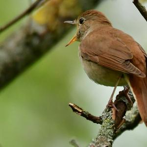 Common Nightingale