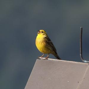 Yellowhammer