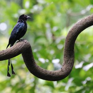 Greater Racket-tailed Drongo