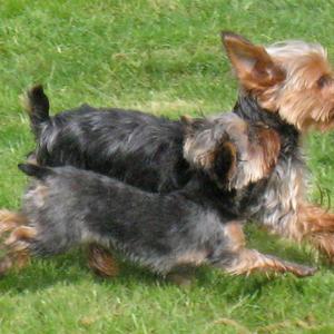 Yorkshire Terrier