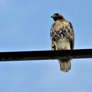 Rotschwanzbussard